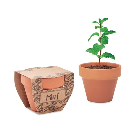 Terrakotapott mündiseemnetega