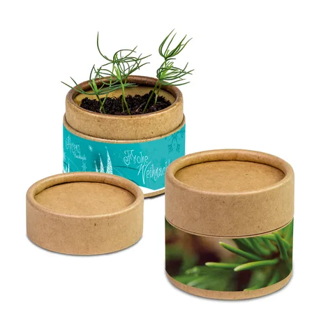 Plant-cup. Kuuse kasvatamise komplekt papist topsis
