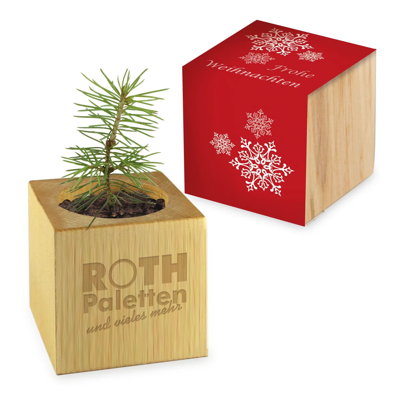 Odlingsset Wood Star-Box Xmas